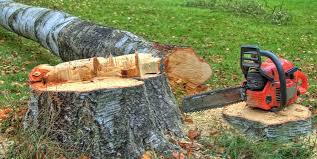 Best Firewood Processing and Delivery  in Gloucester Point, VA