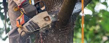 Best Utility Line Clearance  in Gloucester Point, VA