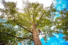 Best Emergency Tree Removal  in Gloucester Point, VA