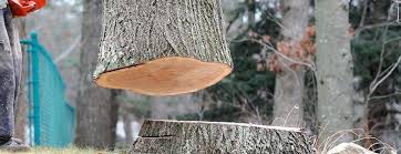 Best Tree and Shrub Care  in Gloucester Point, VA