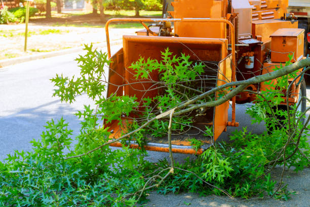 Best Tree Mulching  in Gloucester Point, VA