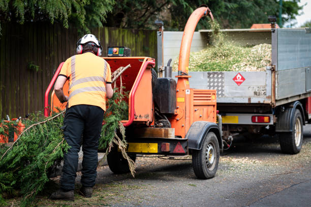 Best Tree Trimming and Pruning  in Gloucester Point, VA
