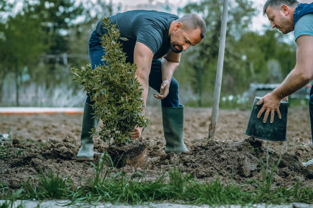 Best Lawn Mowing  in Gloucester Point, VA