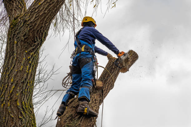 Best Tree Preservation Services  in Gloucester Point, VA