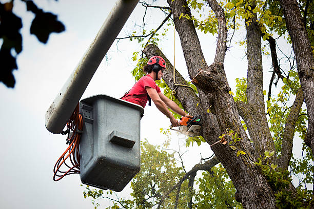 Best Commercial Tree Services  in Gloucester Point, VA
