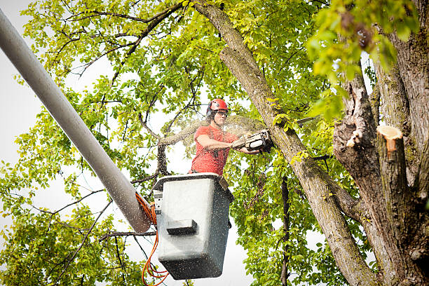 Best Tree Health Inspection  in Gloucester Point, VA