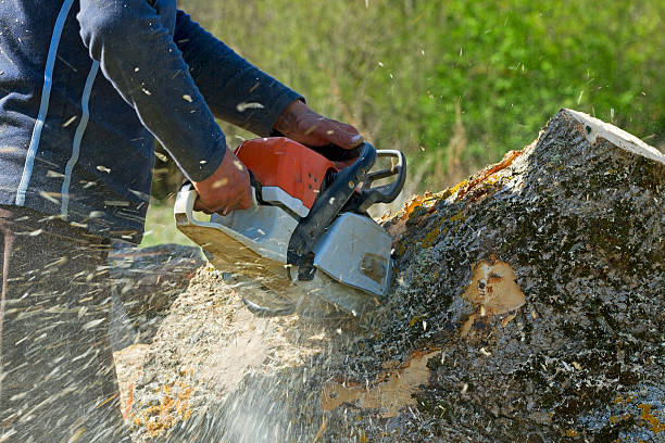 Best Utility Line Clearance  in Gloucester Point, VA