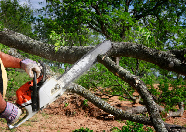 Best Tree Maintenance Programs  in Gloucester Point, VA